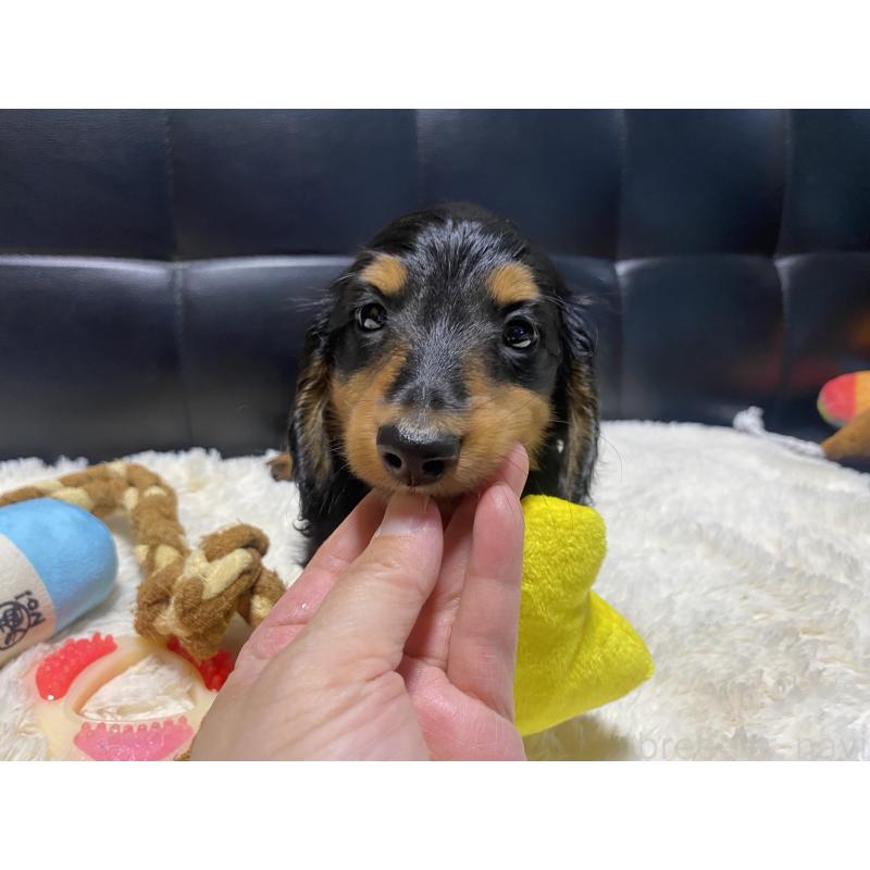 成約済の岐阜県のミニチュアダックスフンド(ロングヘアード)-404492の5枚目