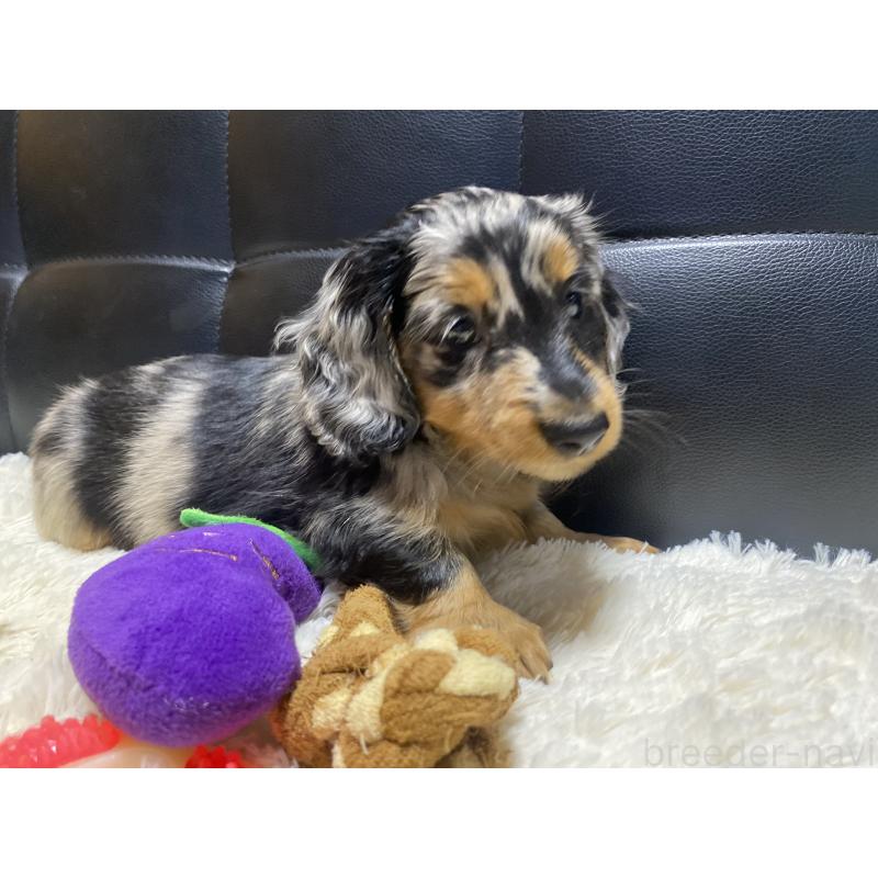 成約済の岐阜県のミニチュアダックスフンド(ロングヘアード)-404490の8枚目