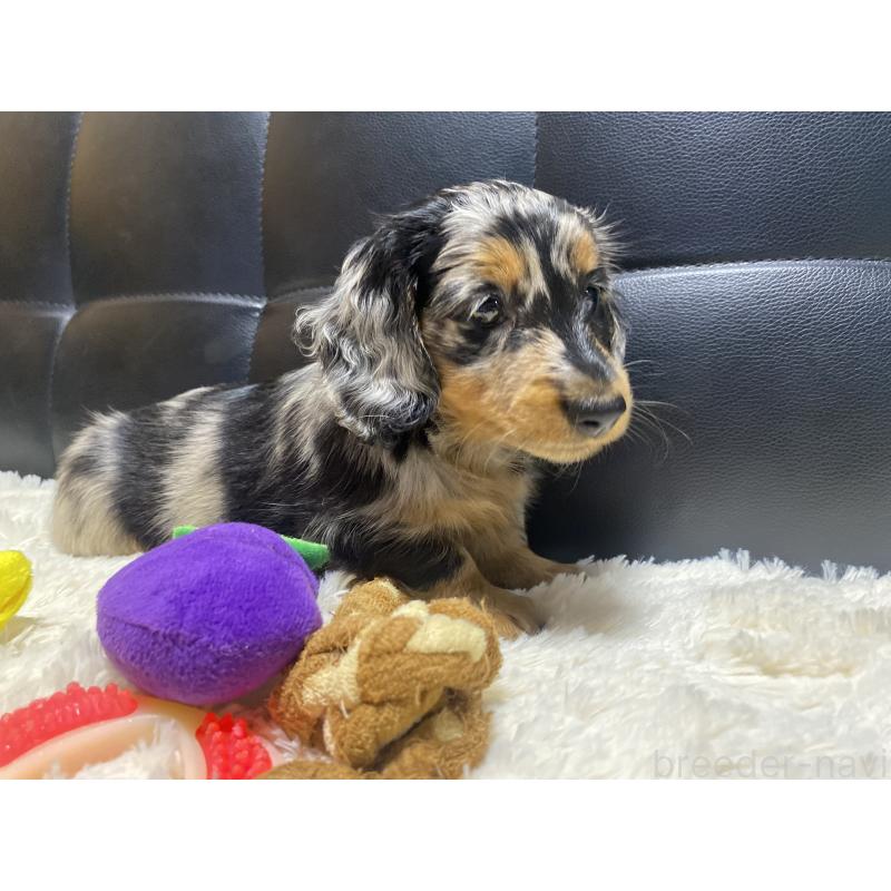 成約済の岐阜県のミニチュアダックスフンド(ロングヘアード)-404490の7枚目