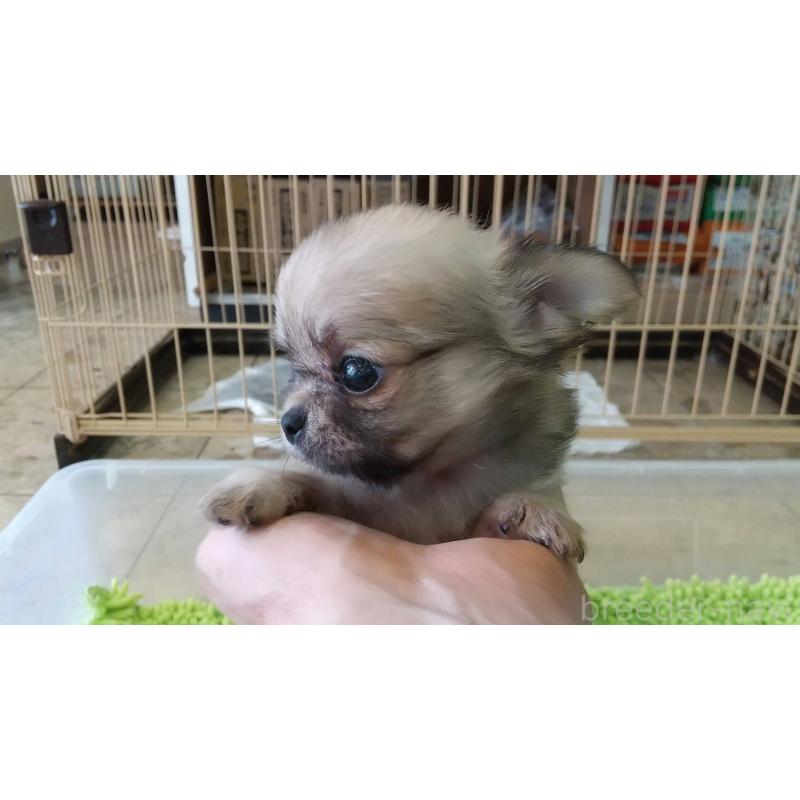 販売中の愛知県のチワワ(ロングコート)-400710
