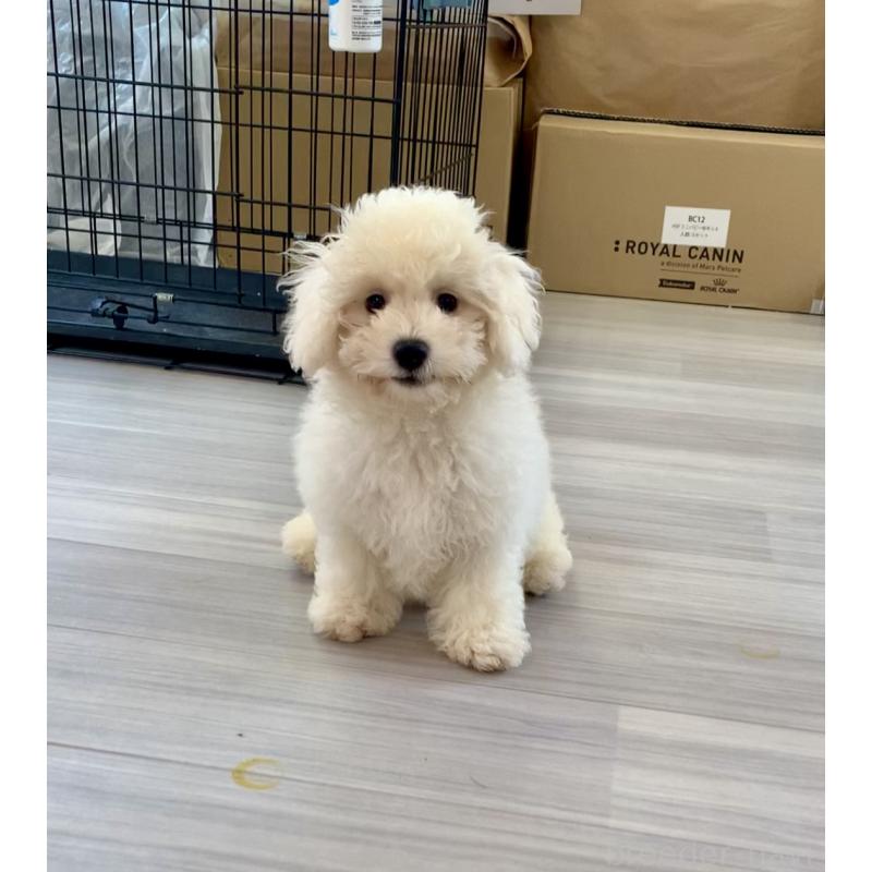 成約済の滋賀県のビションフリーゼ-396088の2枚目