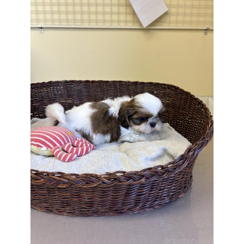 販売中の愛知県のシーズー-410128の3枚目