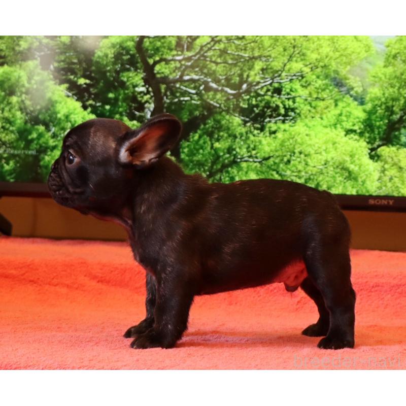 販売中の栃木県のフレンチブルドッグ-410143の4枚目