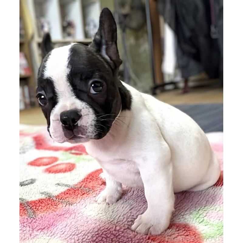 成約済の愛媛県のフレンチブルドッグ-406276の24枚目