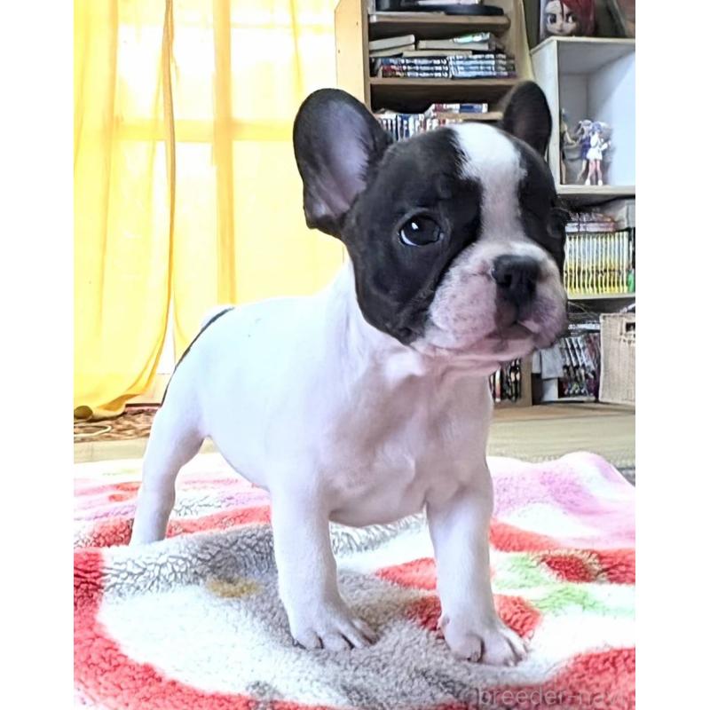 成約済の愛媛県のフレンチブルドッグ-406276の23枚目