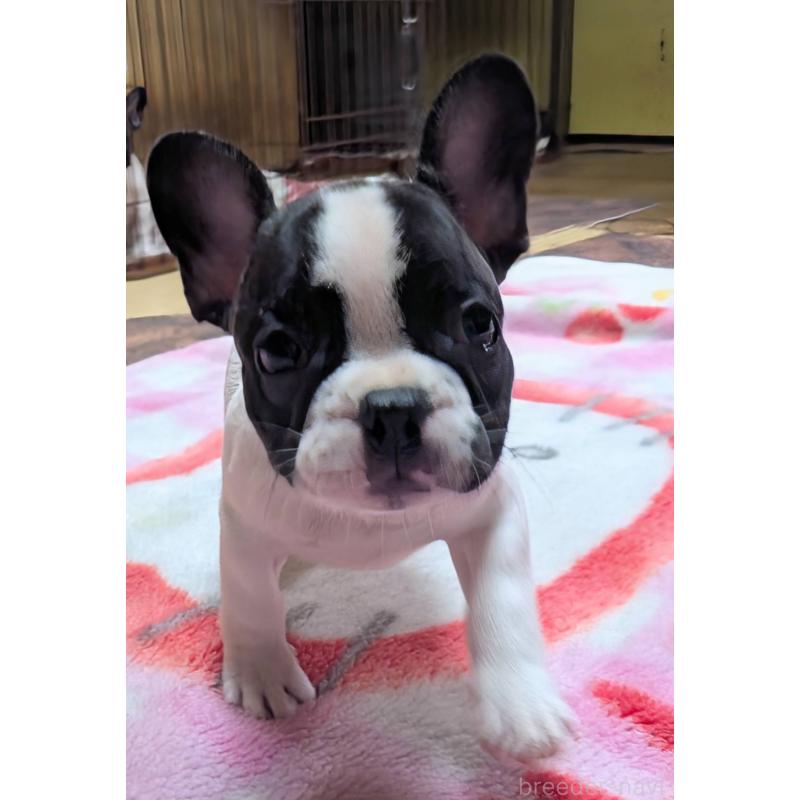 成約済の愛媛県のフレンチブルドッグ-406276の22枚目
