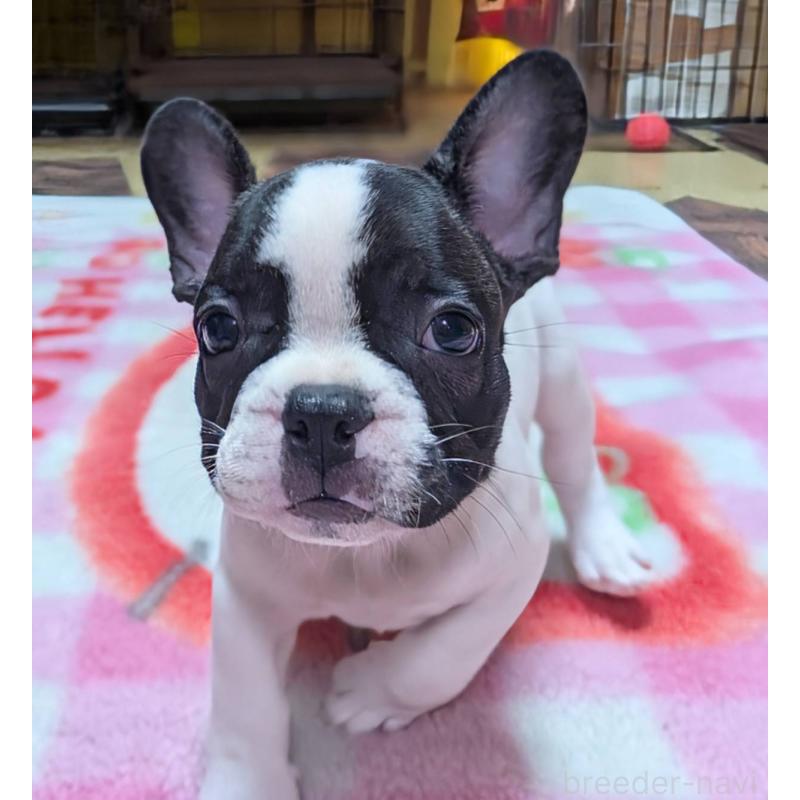 成約済の愛媛県のフレンチブルドッグ-406276の21枚目