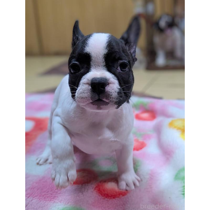 成約済の愛媛県のフレンチブルドッグ-406276の20枚目