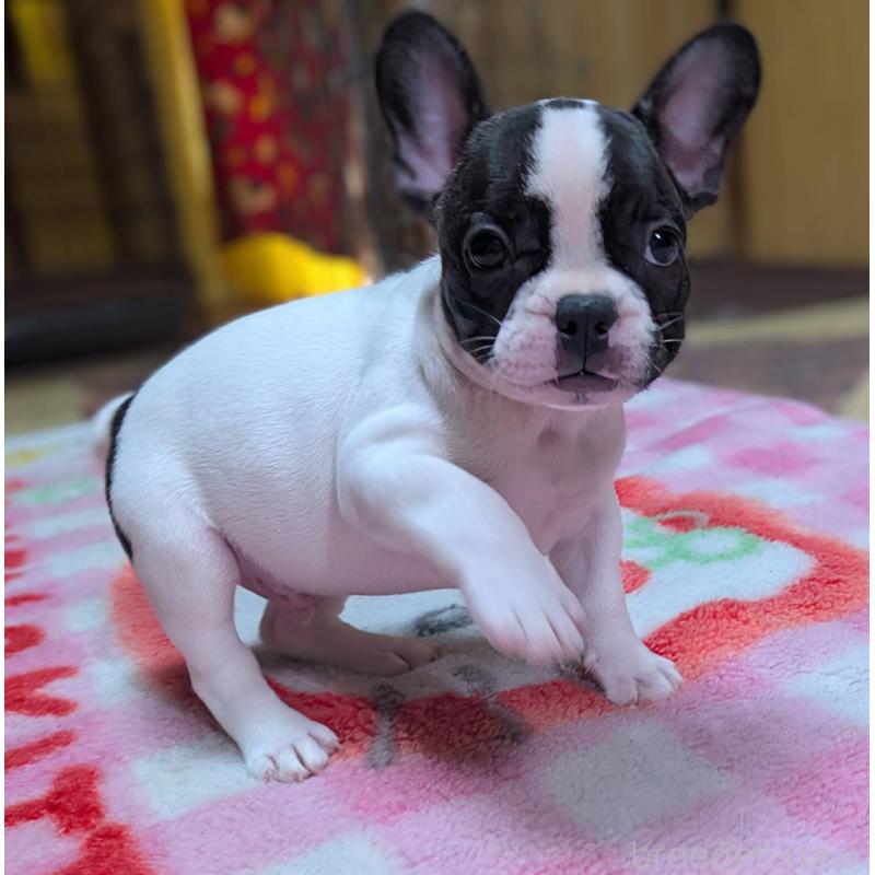 成約済の愛媛県のフレンチブルドッグ-406276の19枚目