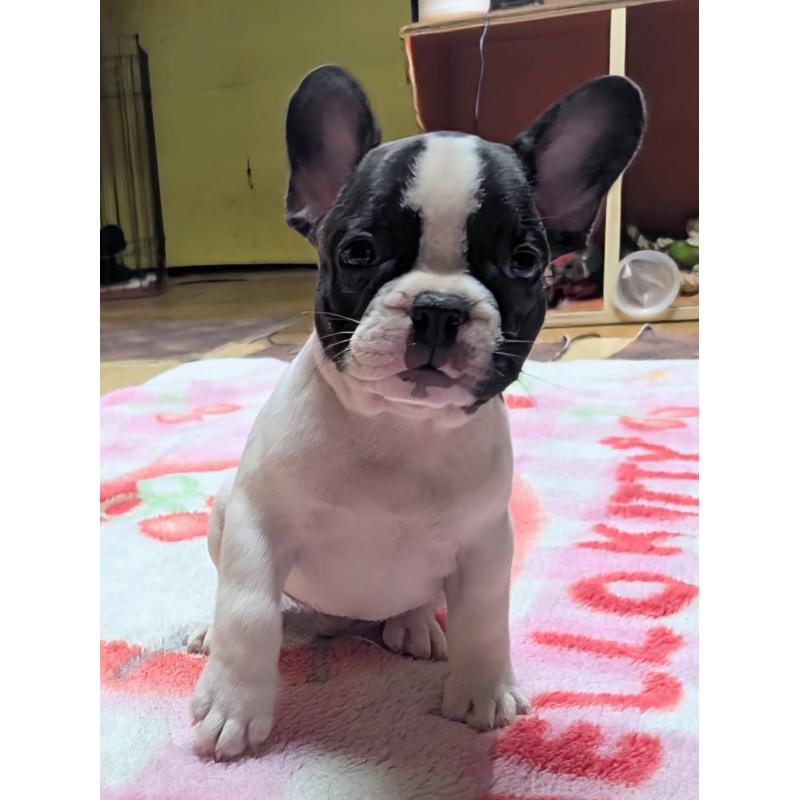 成約済の愛媛県のフレンチブルドッグ-406276の18枚目