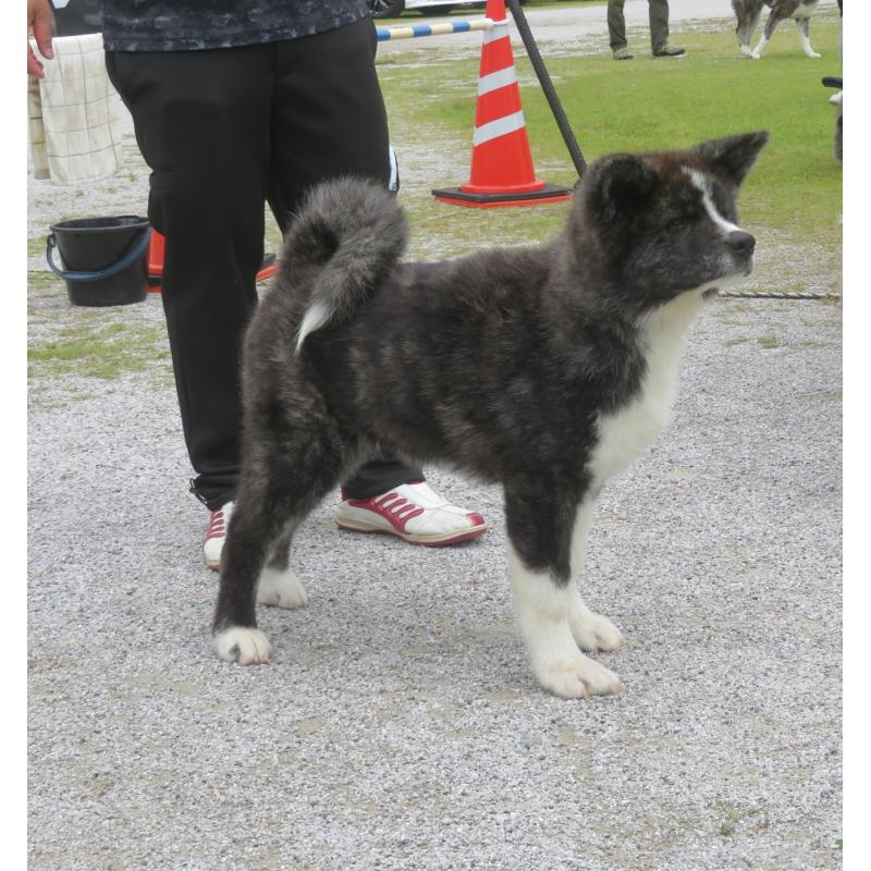 販売中の香川県の秋田犬-410154の3枚目