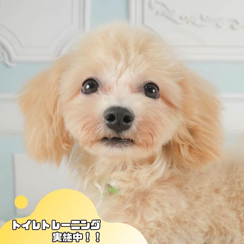 商談中ののマルプー:マルチーズ×トイプードル-392453