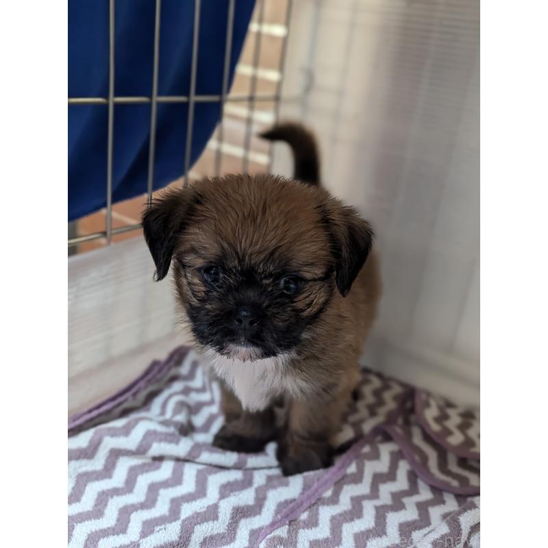 成約済の愛知県のミックス犬-409032の10枚目