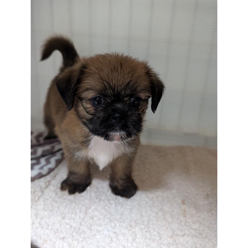 成約済の愛知県のミックス犬-409032の9枚目