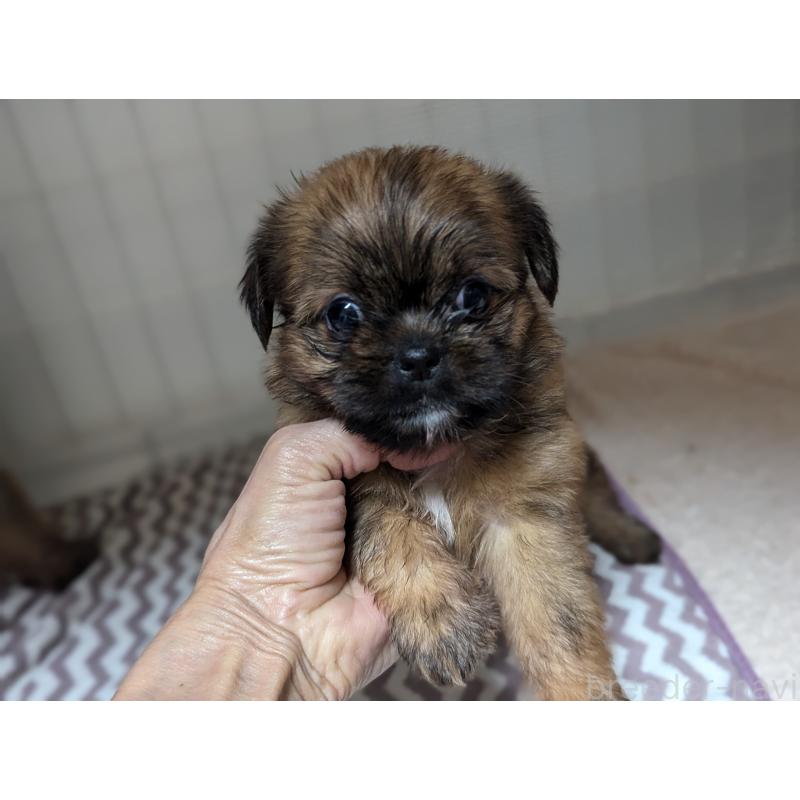 成約済の愛知県のミックス犬-409033の9枚目