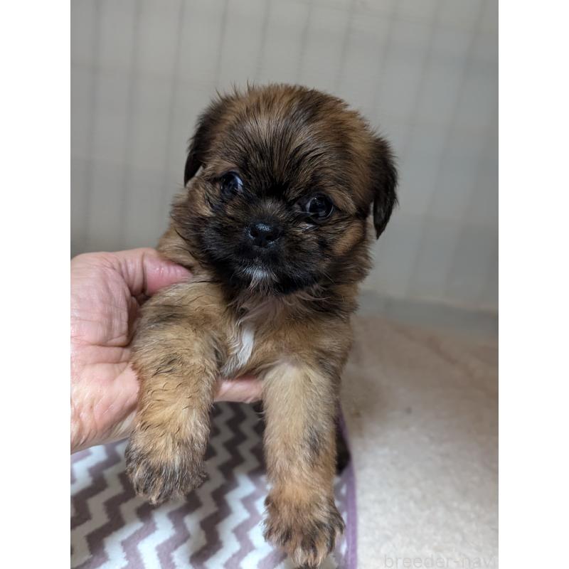 成約済の愛知県のミックス犬-409033の8枚目