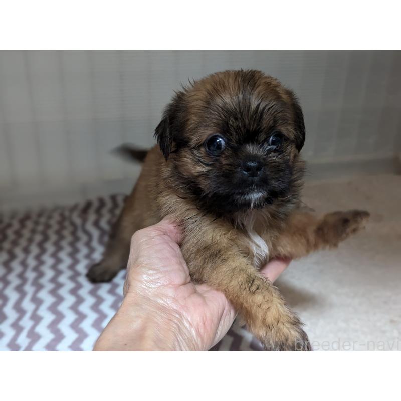 成約済の愛知県のミックス犬-409033の7枚目