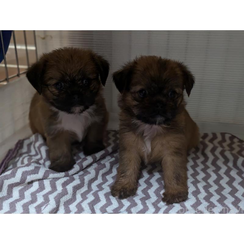 成約済の愛知県のミックス犬-409033の6枚目