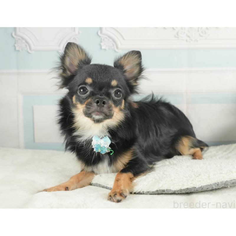 成約済の静岡県のチワワ(ロングコート)-409649の4枚目