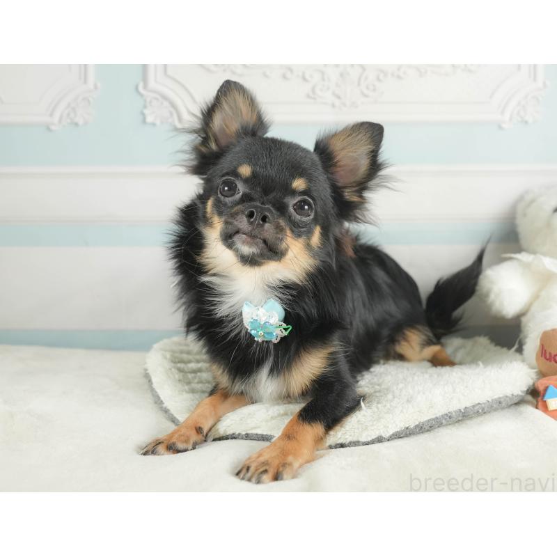 成約済の静岡県のチワワ(ロングコート)-409649の3枚目