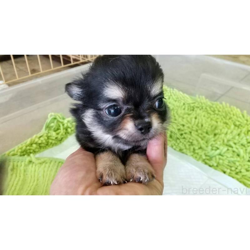 販売中の愛知県のチワワ(ロングコート)-400716