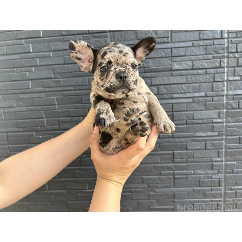 成約済の静岡県のフレンチブルドッグ-409209の9枚目