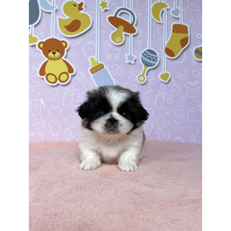 成約済の東京都のペキニーズ-406647の6枚目