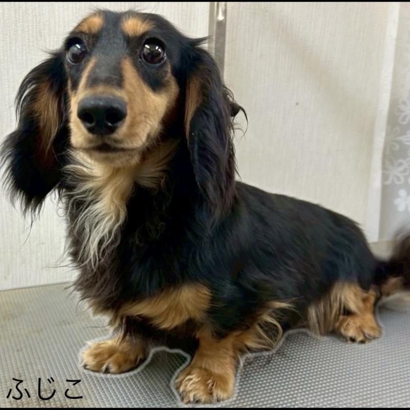 ふじこちゃん1枚目