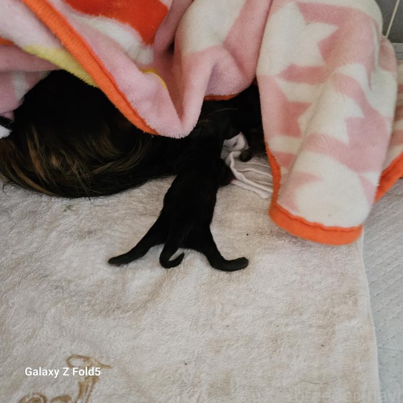 販売中の愛知県のミニチュアダックスフンド(ロングヘアード)-410175の2枚目