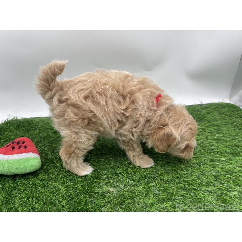 成約済の愛知県のマルプー:マルチーズ×トイプードル-409158の11枚目