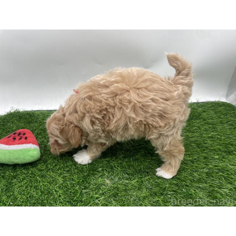 成約済の愛知県のマルプー:マルチーズ×トイプードル-409158の10枚目