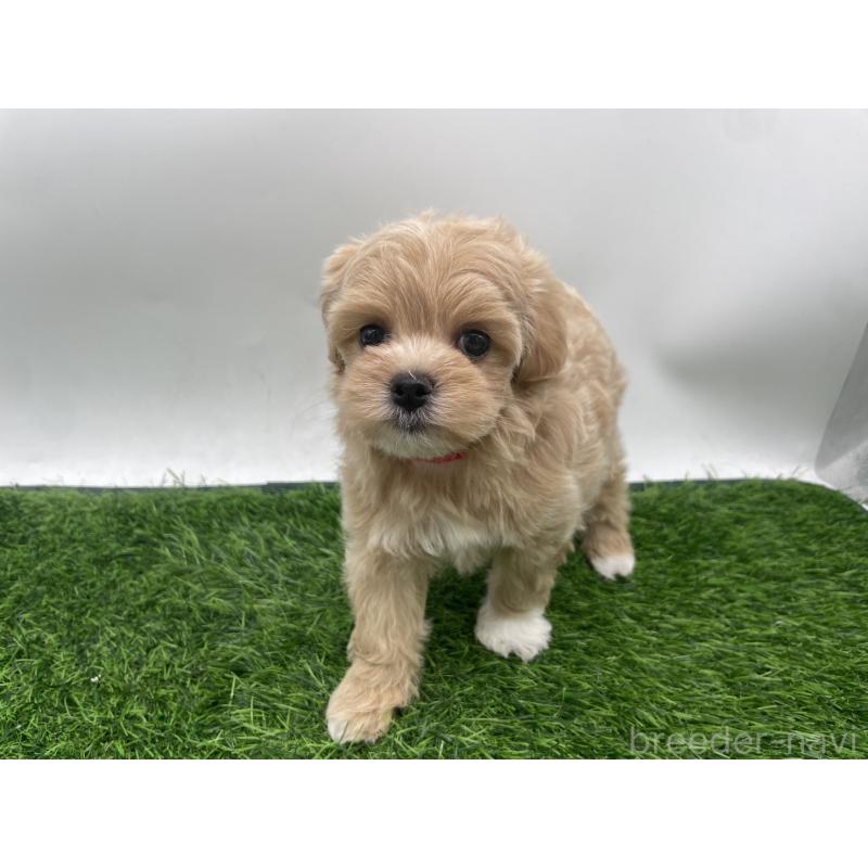 成約済の愛知県のマルプー:マルチーズ×トイプードル-409158の9枚目