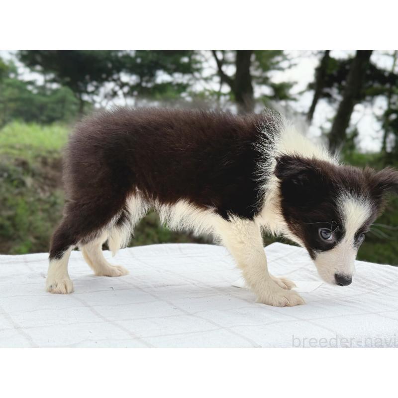 販売中の鹿児島県のボーダーコリー-410203の7枚目