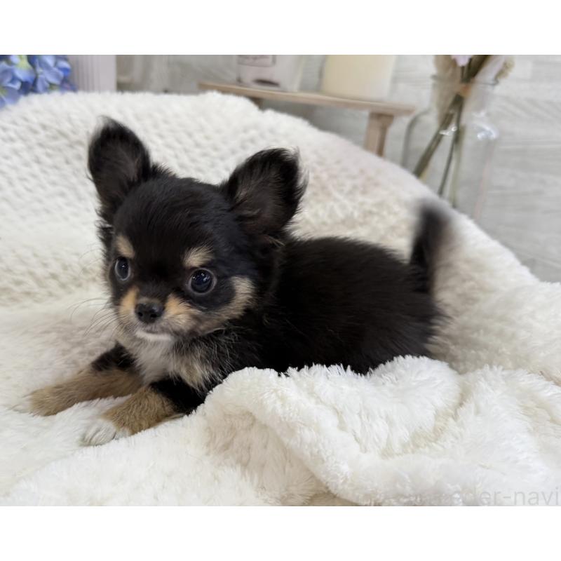 成約済の京都府のチワワ(ロングコート)-404446の2枚目