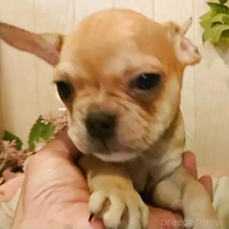 成約済の愛知県のフレンチブルドッグ-398567の1枚目