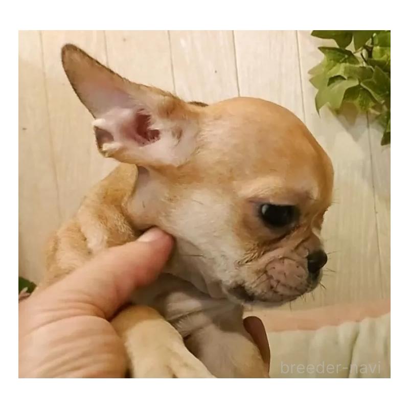 成約済の愛知県のフレンチブルドッグ-398567の12枚目