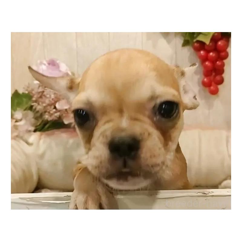 成約済の愛知県のフレンチブルドッグ-398567の11枚目