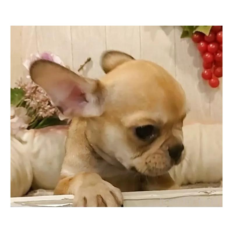 成約済の愛知県のフレンチブルドッグ-398567の10枚目