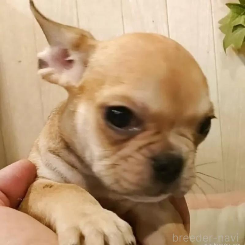 成約済の愛知県のフレンチブルドッグ-398567の9枚目