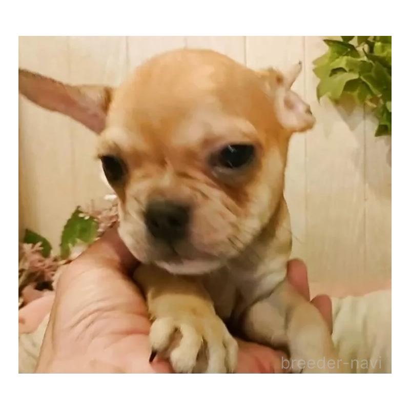 成約済の愛知県のフレンチブルドッグ-398567の8枚目