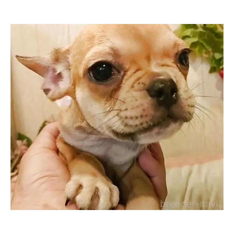 成約済の愛知県のフレンチブルドッグ-398567の7枚目