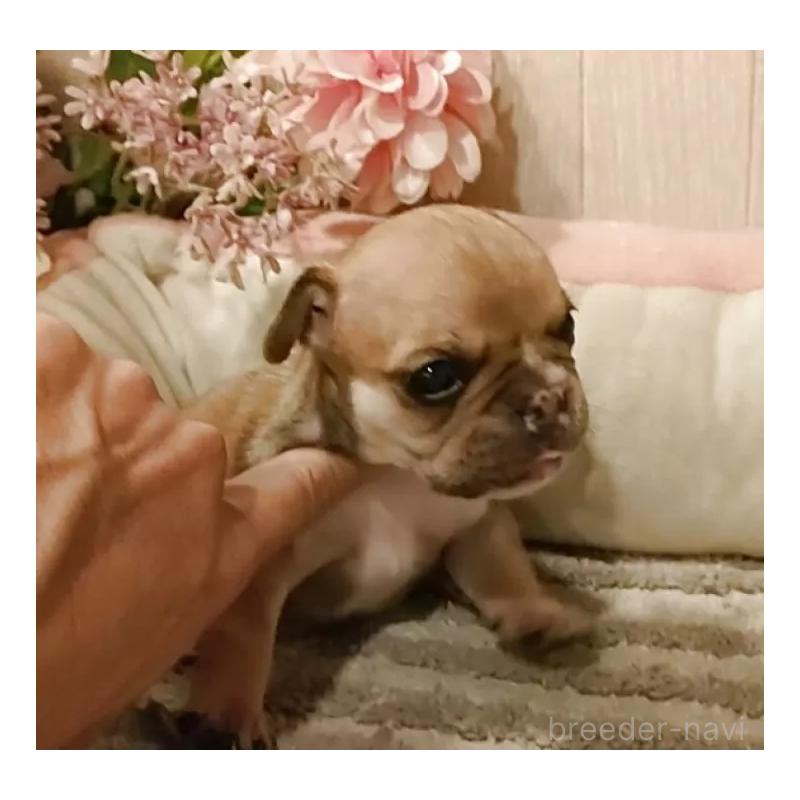 成約済の愛知県のフレンチブルドッグ-398567の6枚目