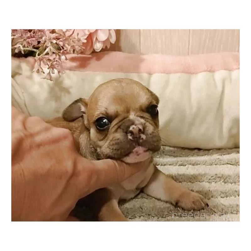 成約済の愛知県のフレンチブルドッグ-398567の4枚目