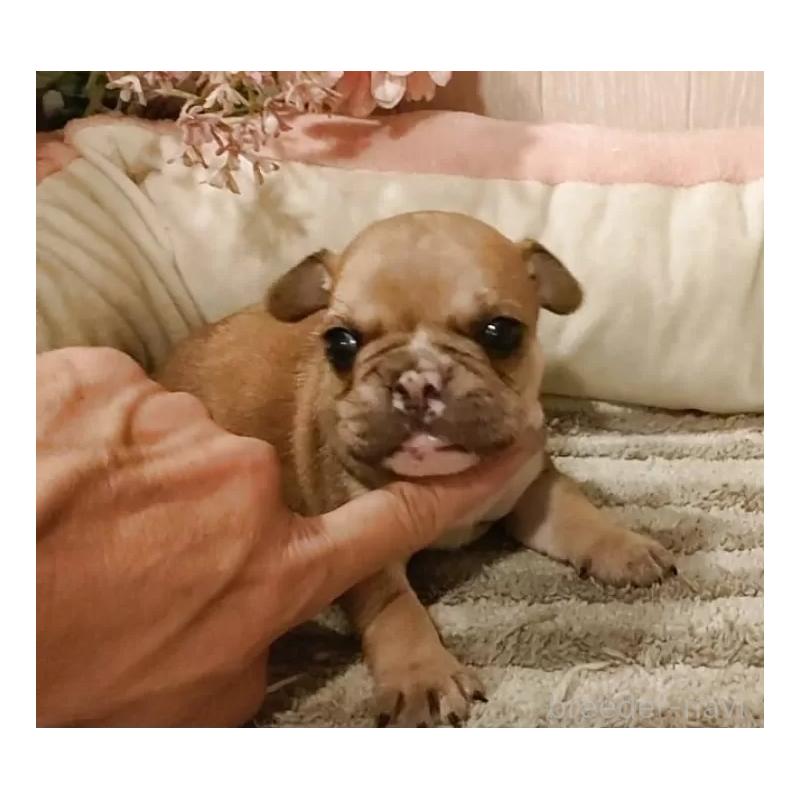 成約済の愛知県のフレンチブルドッグ-398567の3枚目