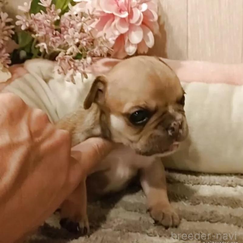 成約済の愛知県のフレンチブルドッグ-398567の2枚目