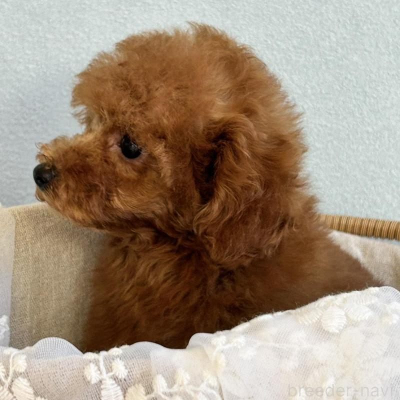 販売中の広島県のトイプードル-410208の2枚目