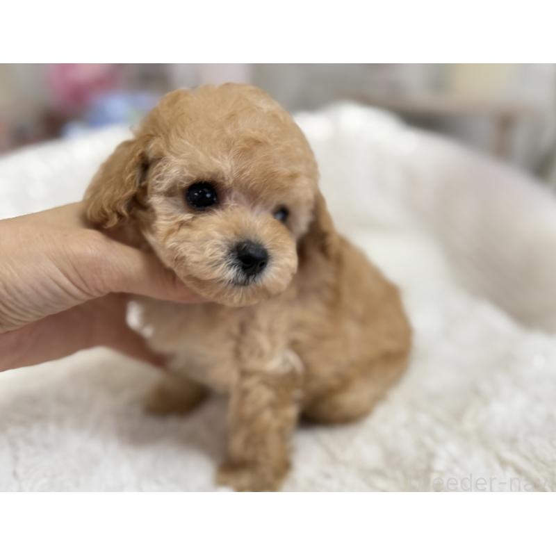 成約済の京都府のトイプードル-405966の11枚目