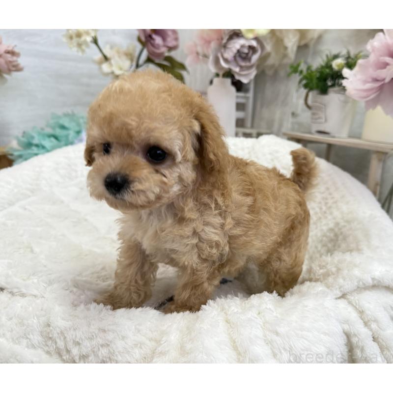 成約済の京都府のトイプードル-405966の10枚目