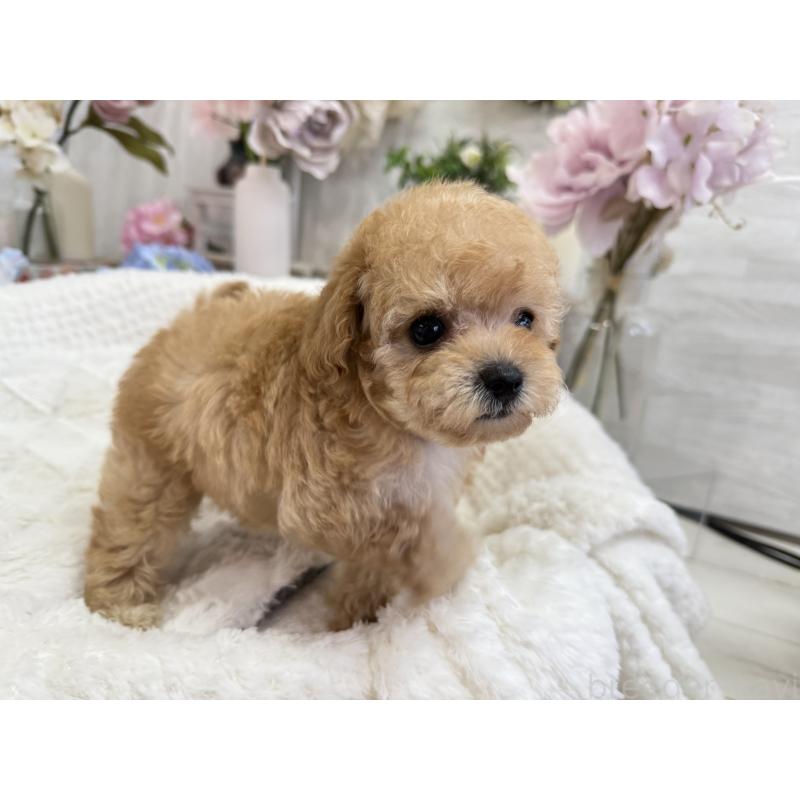 成約済の京都府のトイプードル-405966の9枚目