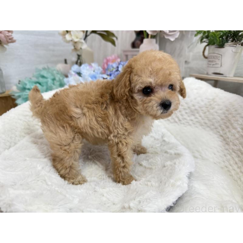 成約済の京都府のトイプードル-405966の8枚目